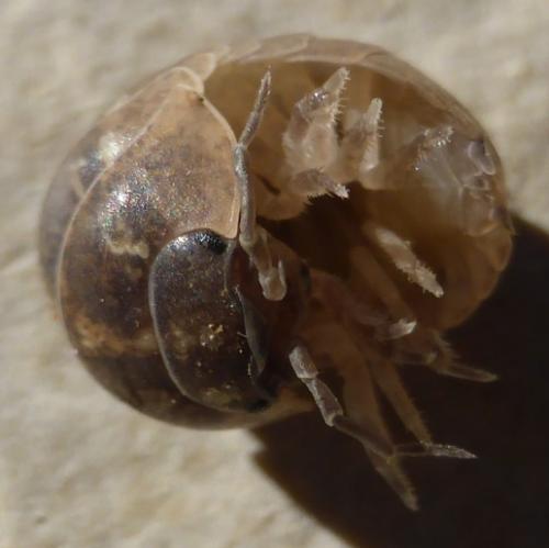 Réf. 112 290 : Armadillidium vulgare