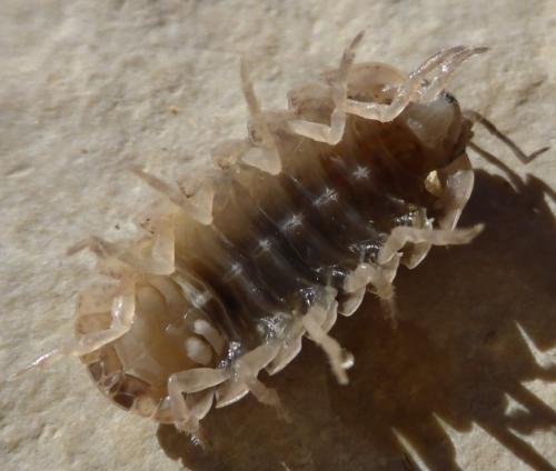 Réf. 112 291 : Armadillidium vulgare