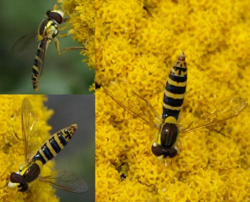 Réf. 112 952 : Sphaerophoria scripta