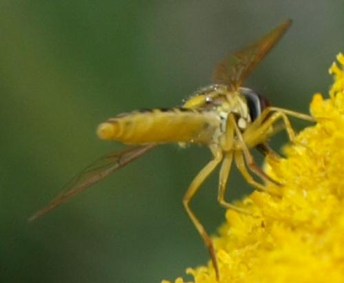 Sphaerophoria scripta