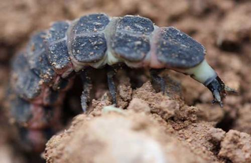Nyctophila reichii