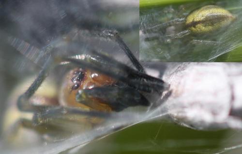 Cheiracanthium sp.