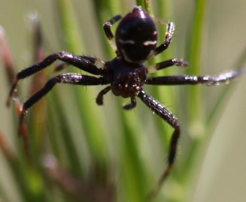 Synema globosum