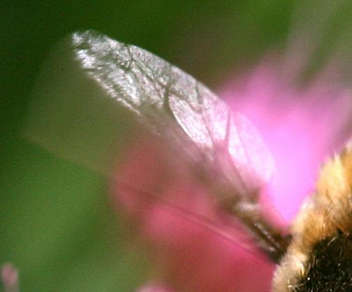 Bombylius sp.