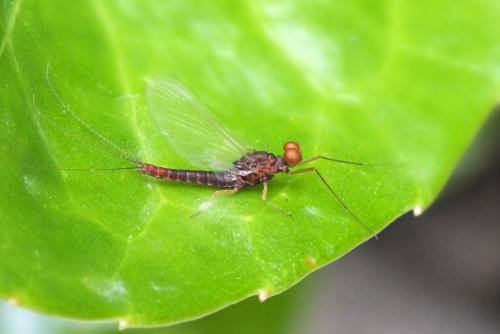 Serratella ignita