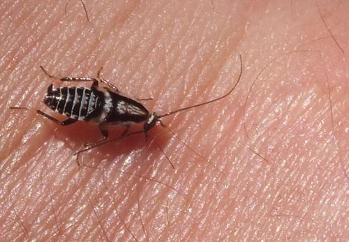 Capraiellus sp.