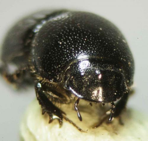 Otophorus haemorrhoidalis