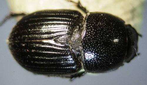 Réf. 112 010 : Otophorus haemorrhoidalis