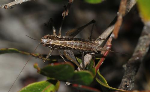 Rhacocleis germanica