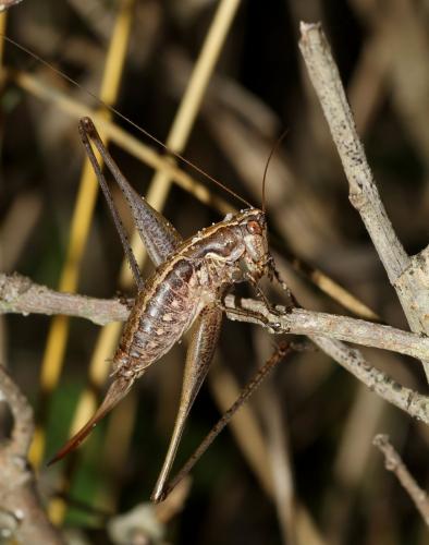 Réf. 112 490 : Rhacocleis germanica