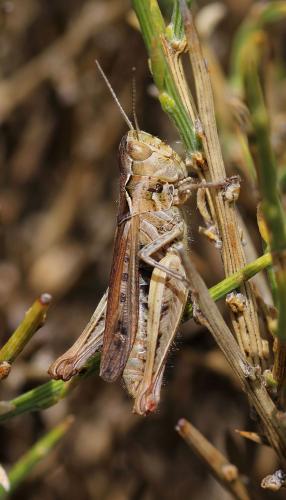 Réf. 112 565 : Chorthippus corsicus pascuorum