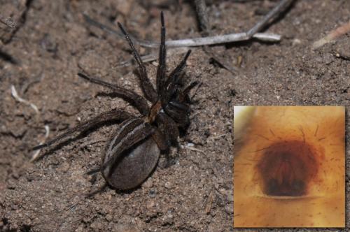 Réf. 112 134 : Alopecosa cuneata