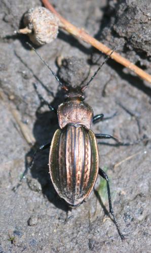 Carabus cancellatus