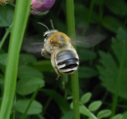 Eucera sp.