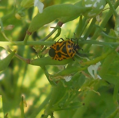 Eurydema ventralis