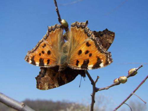 Nymphalis polychloros