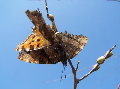 Nymphalis polychloros