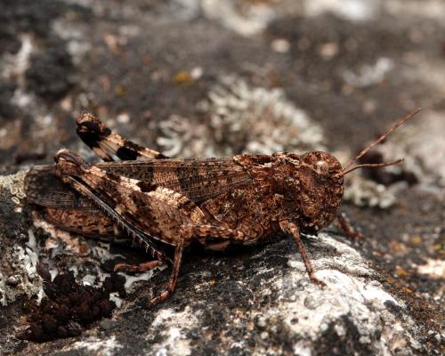 Réf. 112 308 : Celes variabilis variabilis