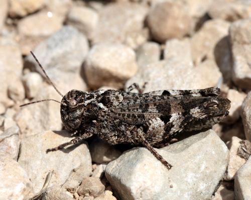 Réf. 112 310 : Celes variabilis variabilis