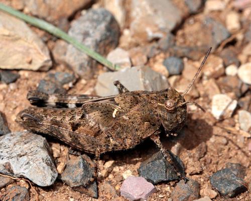Réf. 112 442 : Celes variabilis variabilis