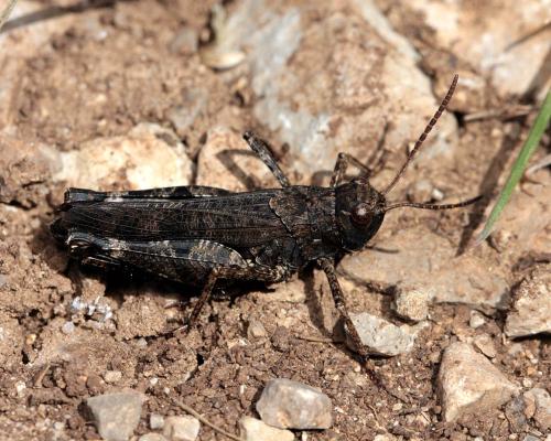 Réf. 112 311 : Celes variabilis variabilis