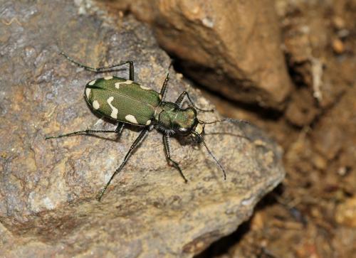 Réf. 112 739 : Cicindela gallica