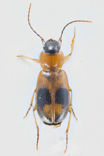 Réf. 112 660 : Badister sp.