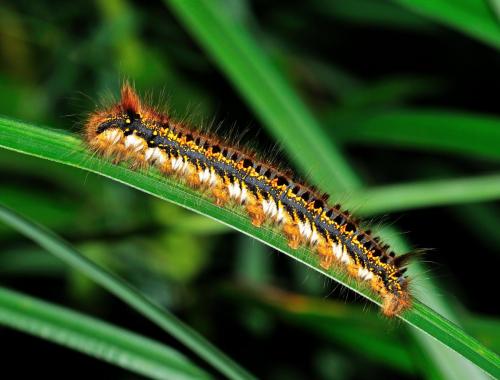 Euthrix potatoria