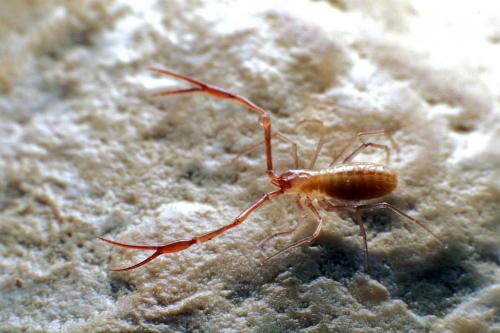 Neobisium sp.