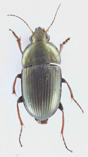 Amara montivaga