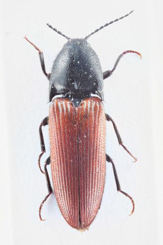 Réf. 112 150 : Ampedus aurilegulus