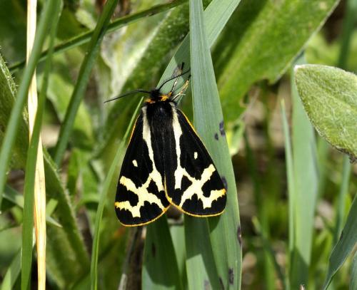 Réf. 112 515 : Parasemia plantaginis