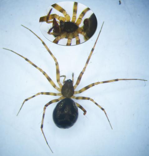 Réf. 112 059 : Lepthyphantes minutus