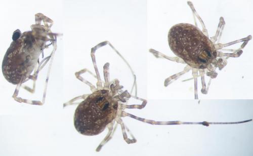 Réf. 112 208 : Rilaena triangularis