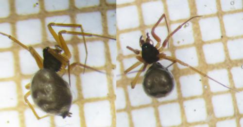 Tenuiphantes flavipes