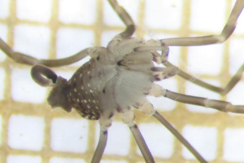 Nelima sp.