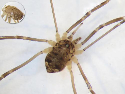 Réf. 112 569 : Nelima sp.