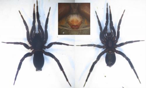 Zelotes oblongus