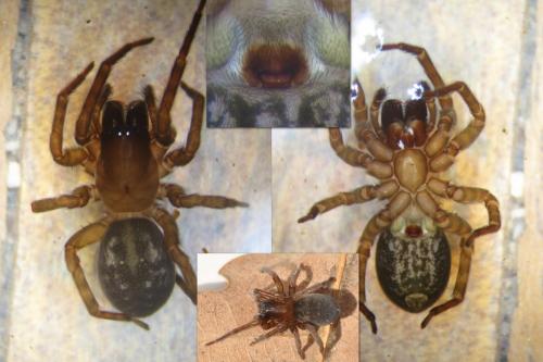 Réf. 112 724 : Amaurobius erberi