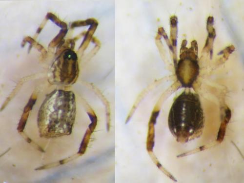 Episinus angulatus