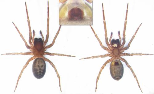 Réf. 112 829 : Amaurobius ferox