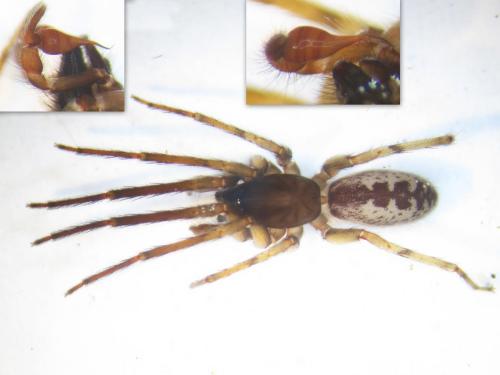 Réf. 112 834 : Segestria senoculata