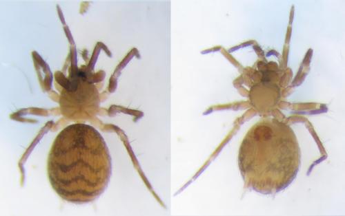 Iberina candida
