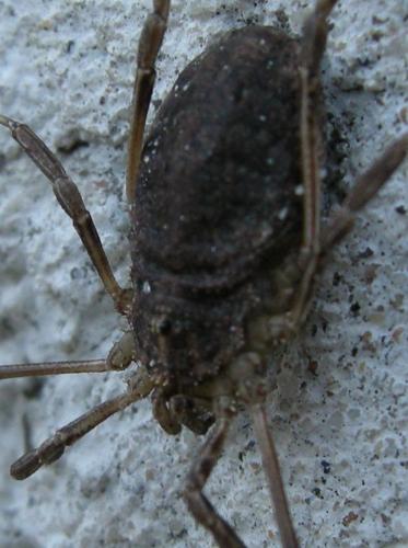 Odiellus troguloides