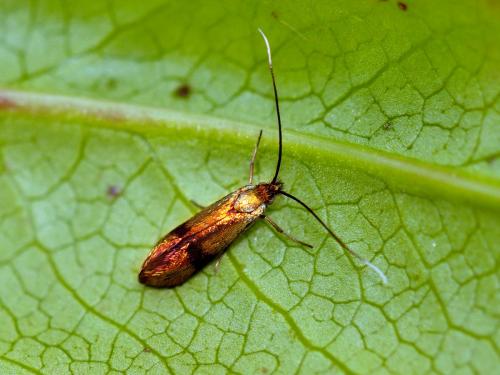 Nemophora minimella