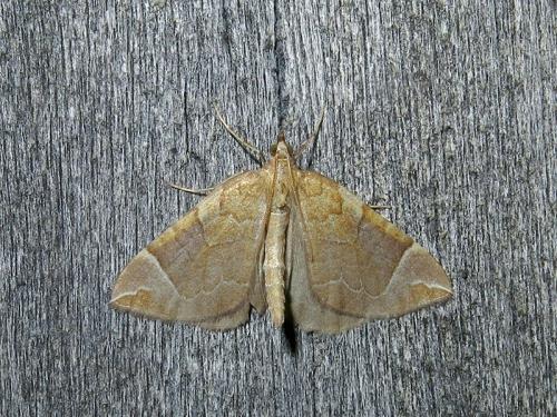 Réf. 112 984 : Eulithis testata