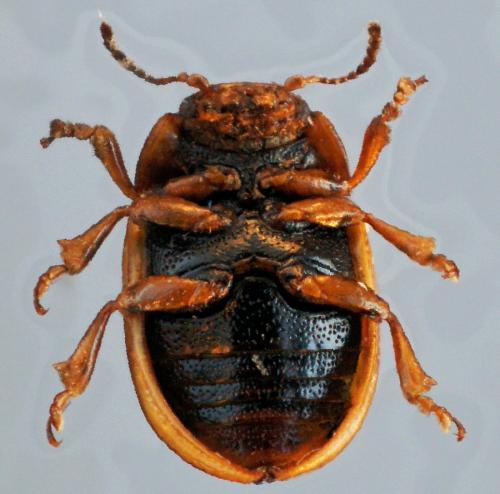 Gonioctena olivacea
