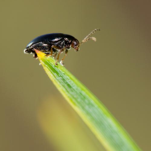 Réf. 112 152 : Psylliodes chrysocephala
