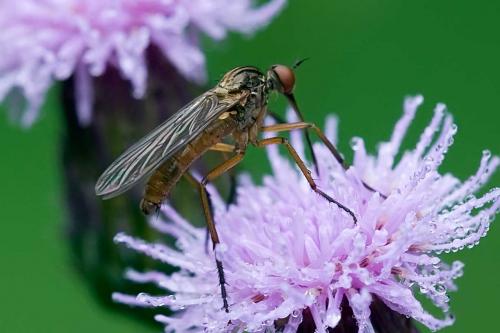 Empis livida