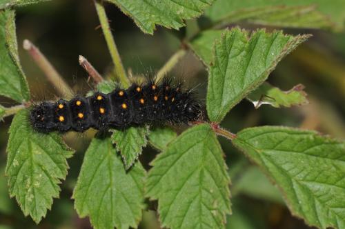 Acronicta auricoma